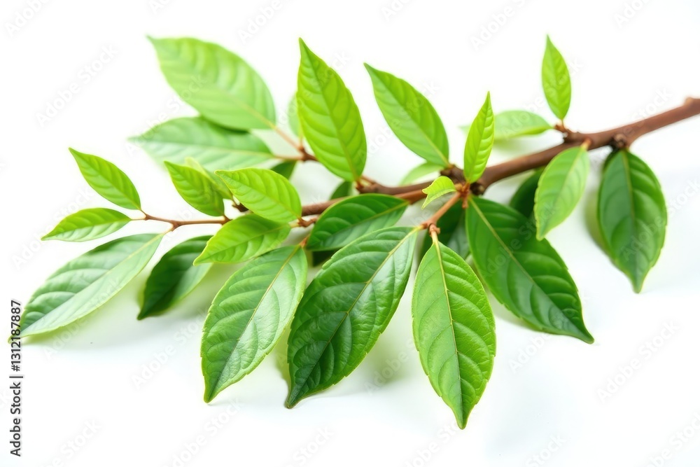Freshly cut branches with leaves and twigs isolated on white background, foliage, foliage, branch Freshly cut branches with leaves and twigs isolated on white background, foliage, foliage, branch