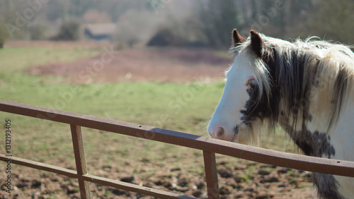 Fotografie Horse standing in pasture, natural pose, calm state.