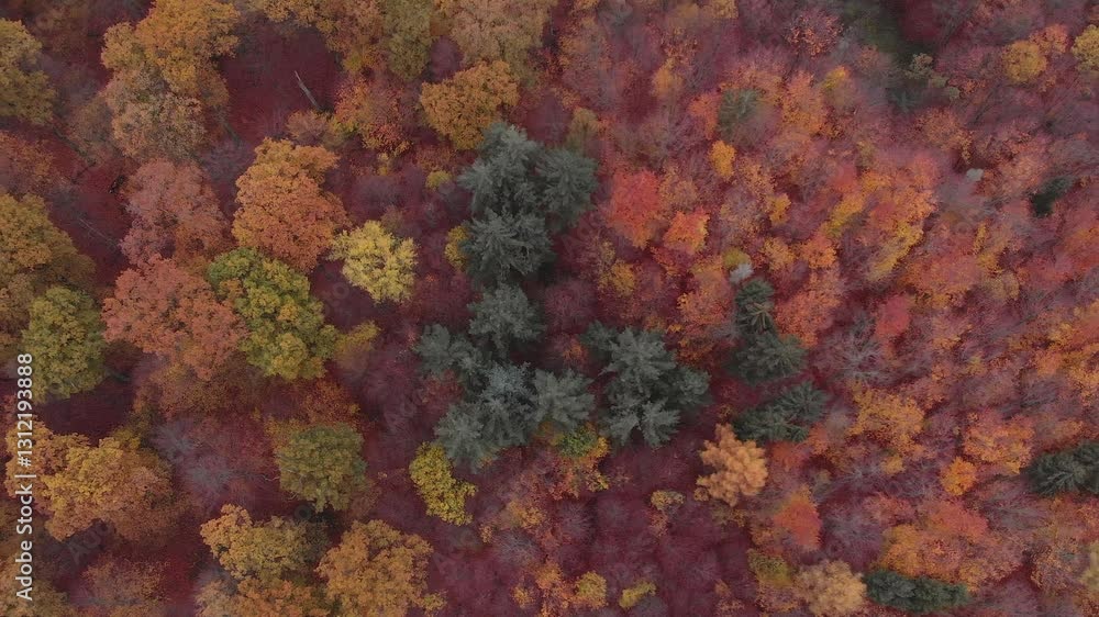 Autumn Forest. Aerial View Of Vibrant Forest Under Overcast Skies, Showcasing A Serene Landscape With Rich Fall Colors And Dense Tree Canopy, Capturing The Tranquil Beauty Of Nature In Cloudy Weather. Autumn Forest. Aerial View Of Vibrant Forest Under Overcast Skies, Showcasing A Serene Landscape With Rich Fall Colors And Dense Tree Canopy, Capturing The Tranquil Beauty Of Nature In Cloudy Weather.