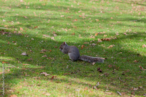 Wallpaper Mural Grey squirrel Sciurus carolinensis in a park on a sunny spring day, Vancouver Torontodigital.ca
