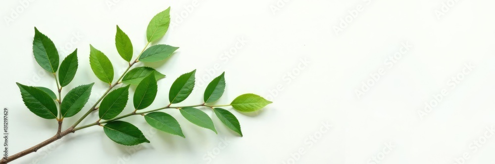 Fototapeta premium Sprayed foliage branches isolated on pristine white canvas, minimalist, greenery, nature
