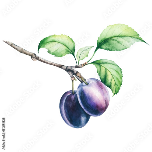 plums with leaves.Beautiful watercolor illustration of plums on a branch. Rumors on a branch with leaves.Botanical illustration.Isolated illustration