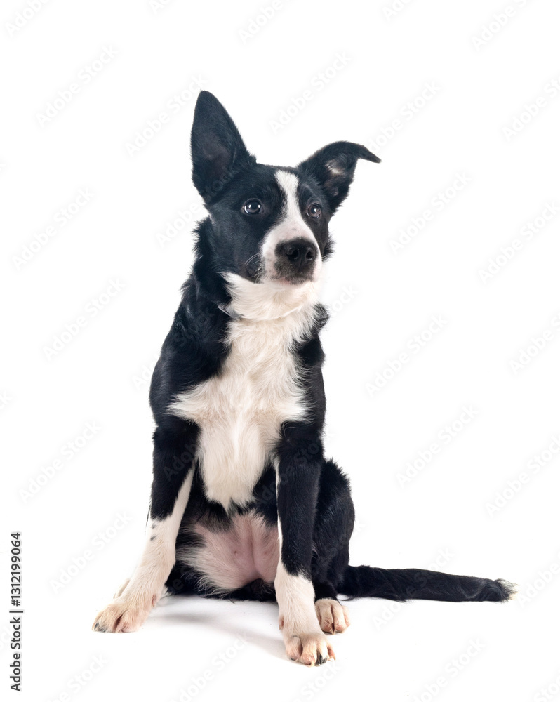 puppy border collie puppy border collie