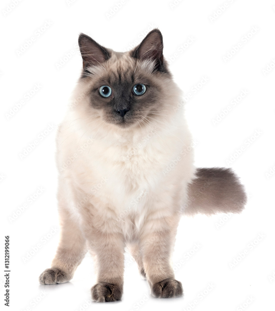 siberian cat in studio siberian cat in studio