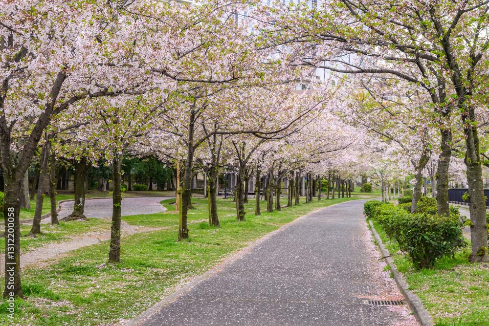 A paved path lined with cherry blossom trees in full bloom. Pink petals carpet the ground, a classic springtime scene in Osaka, Japan, symbolizing renewal and beauty. Hanami tradition. A paved path lined with cherry blossom trees in full bloom. Pink petals carpet the ground, a classic springtime scene in Osaka, Japan, symbolizing renewal and beauty. Hanami tradition.