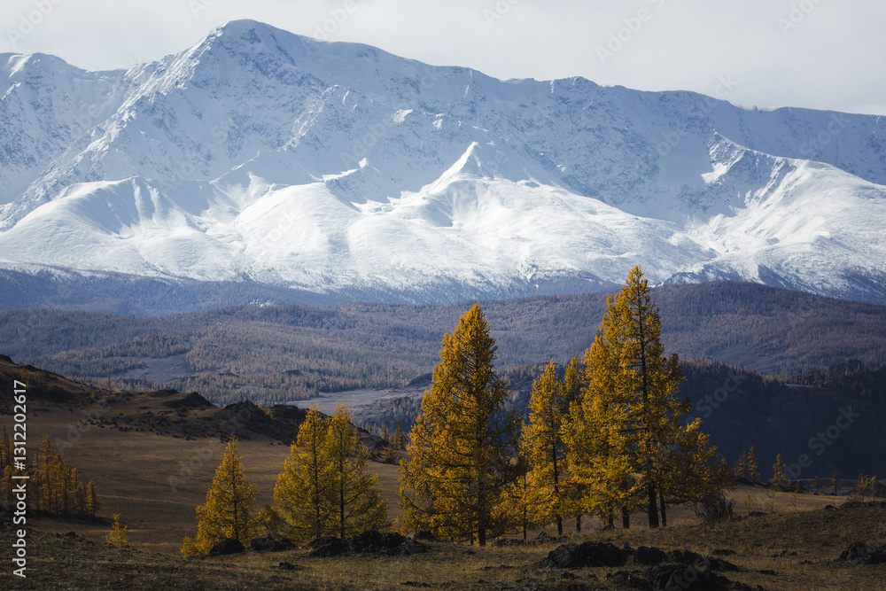 Golden autumn trees against the backdrop of the majestic snow-capped North Chuysky Ridge in the Altai Republic, creating a stunning and serene landscape.