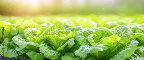 Indoor hydroponic farming: a lush, green leafy vegetable garden thriving with life and sustainable growth techniques