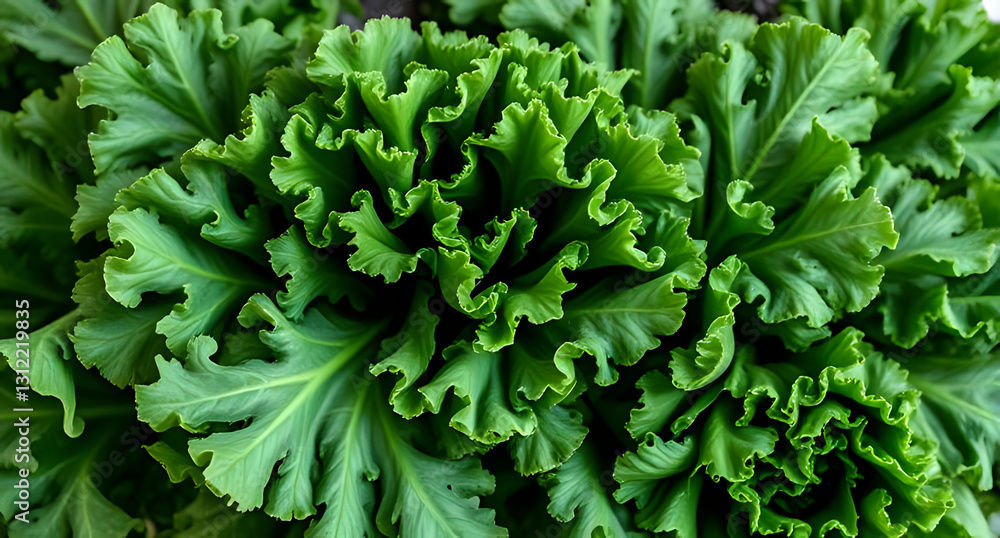 A bunch of fresh kale leaves with a rich, deep green color, showcasing their curly texture. Nutritious and earthy design A bunch of fresh kale leaves with a rich, deep green color, showcasing their curly texture. Nutritious and earthy design