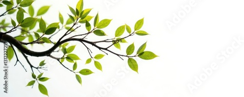 Wallpaper Mural Long, curved branches on white background isolated, woodgrain, foliage Torontodigital.ca