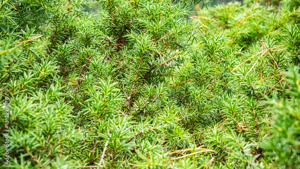 A close-up of a dense, green juniper bush with small, needle. Blue berries are visible among the foliage. A background of juniper branches and needles A close-up of a dense, green juniper bush with small, needle. Blue berries are visible among the foliage. A background of juniper branches and needles