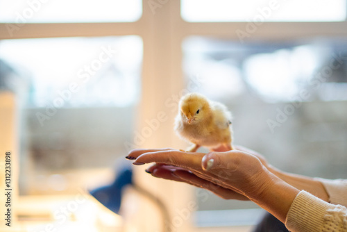 cute little tiny newborn yellow baby chick in hand on window background