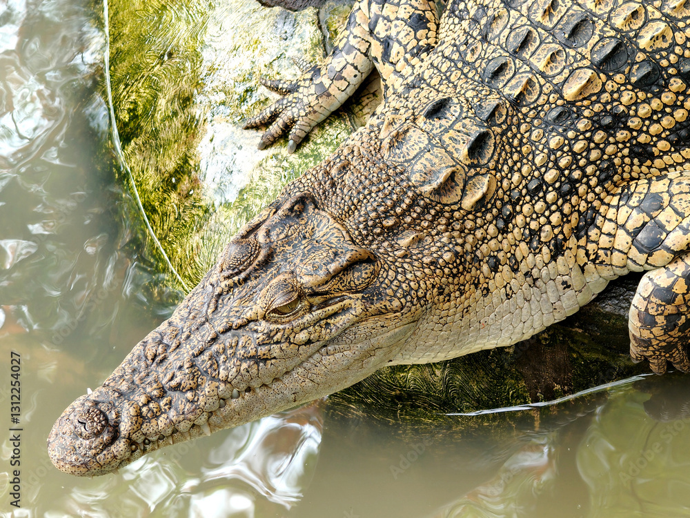Obraz premium head of crocodile in the river. wild predator animal.