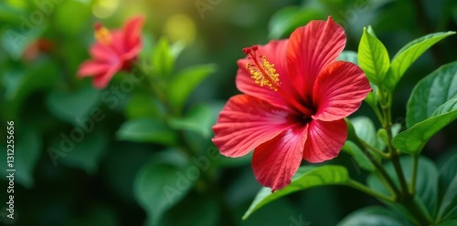 Wallpaper Mural Red hibiscus flowers pop against a backdrop of deep green leaves in a vibrant garden , vibrant, hibiscus, bright Torontodigital.ca