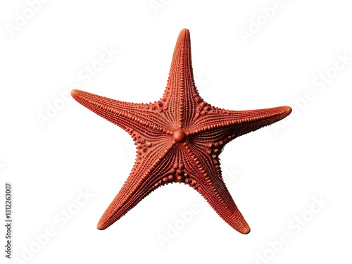 starfish isolated on white background