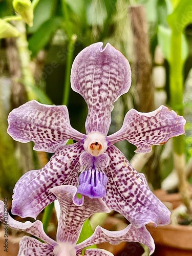 Purple Orchid
