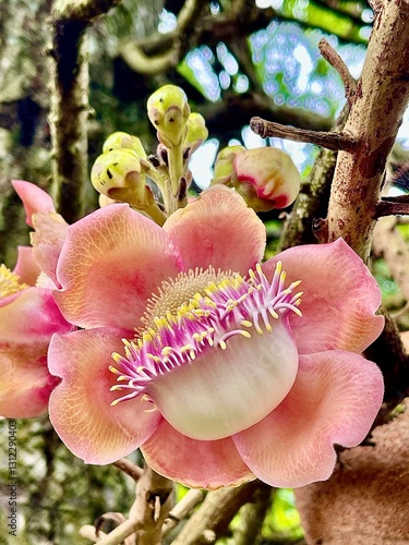 Sri Lanka Cannonball Flower