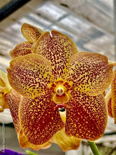 Yellow Orchid 
