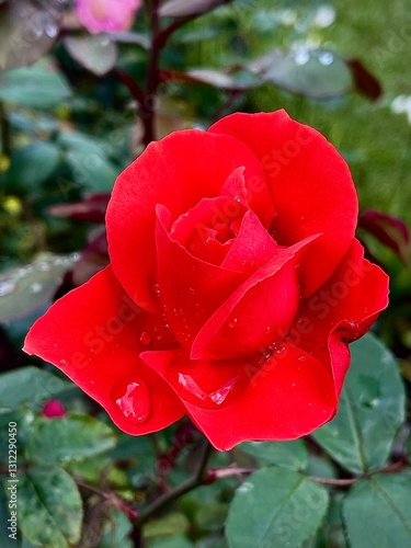 Sri Lanka Red Rose 