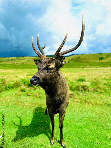 Elk on green field,closeup  