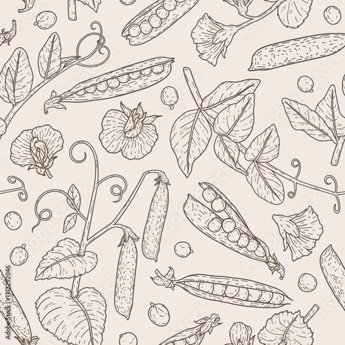 Seamless pattern with peas, plant with pods, beans, flowers, branch and leaves. Linear organic legumes concept. Natural hand drawn background for print, wrapping paper, fabric, banner, textile