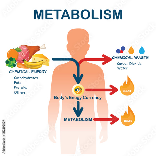metabolism, body converts food into energy