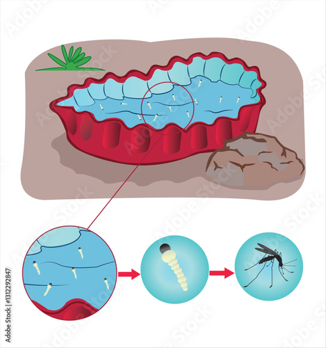 Mosquito Egg, larvae and pupa development in Wastewater