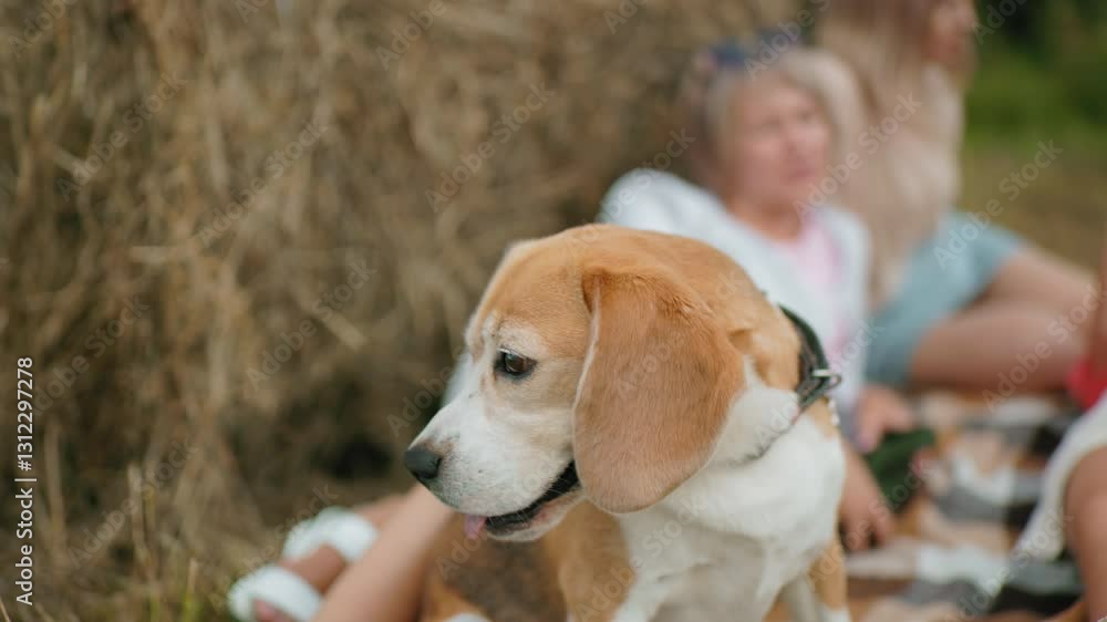 Thoughtful dog with tongue out attentively observes surroundings while people relax on grass in countryside, playful and calm, the dog enjoys peaceful outdoor moment Thoughtful dog with tongue out attentively observes surroundings while people relax on grass in countryside, playful and calm, the dog enjoys peaceful outdoor moment