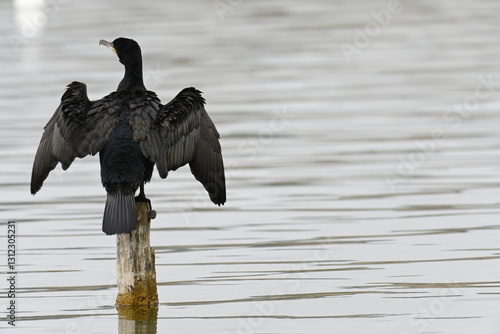 cormorant on top of a mast in the 