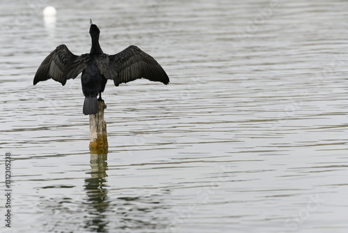 cormorant on top of a mast in the 