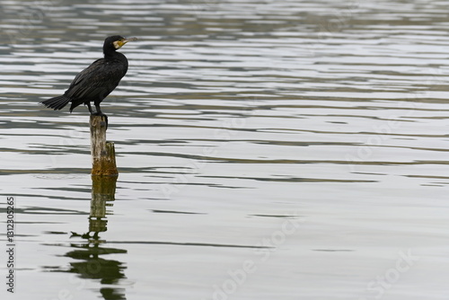 cormorant on top of a mast in the 