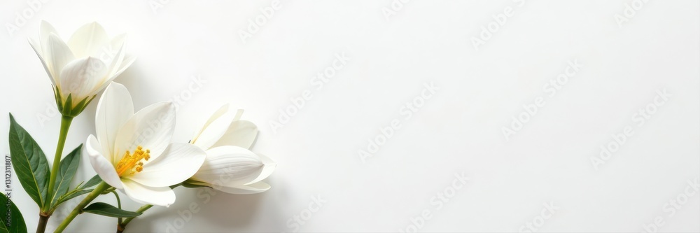 Fototapeta premium Subtle white floral arrangement, pristine white canvas, design element, studio, minimalist