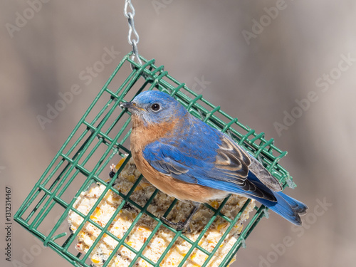 A male Eastern Bluebird perched on a suet block bird feeder