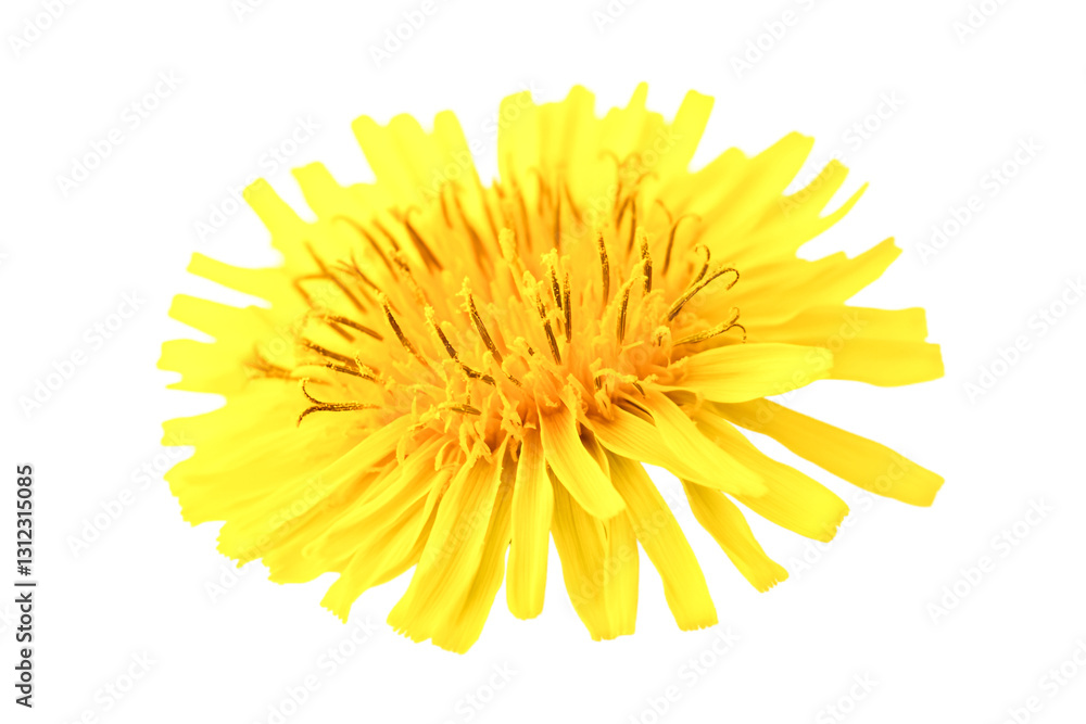 Vibrant Yellow Dandelion Flower Closeup Nature Beauty Sunny Delight Vibrant Yellow Dandelion Flower Closeup Nature Beauty Sunny Delight