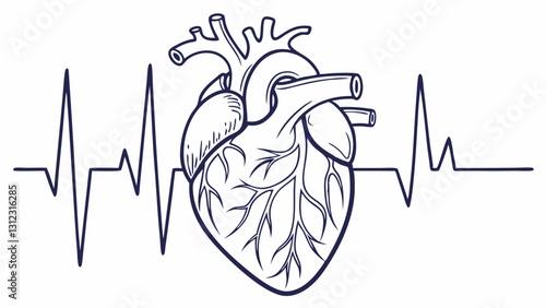 A detailed yet minimalistic medical illustration of a human heart, outlined with precision, featuring a flowing ECG waveform to represent cardiovascular health and heartbeat monitoring