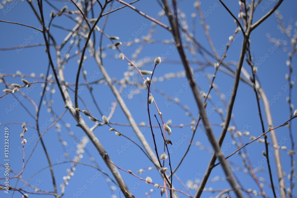 Tree Branches with Large White Fluffy Spring Buds, Macro Shot Against Blue Sky Tree Branches with Large White Fluffy Spring Buds, Macro Shot Against Blue Sky