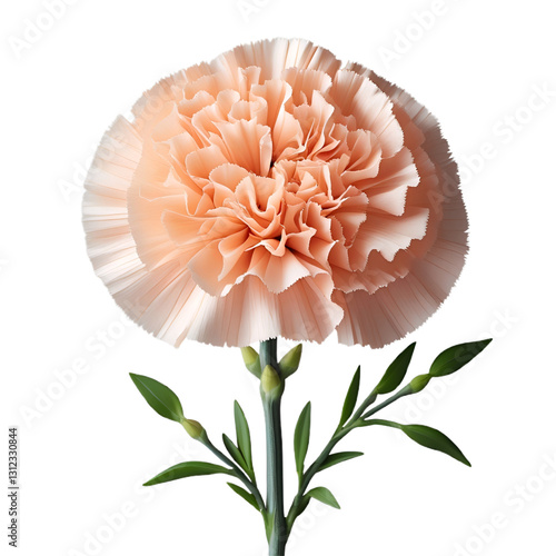 Decorative Beautiful Bright Carnation Flower
