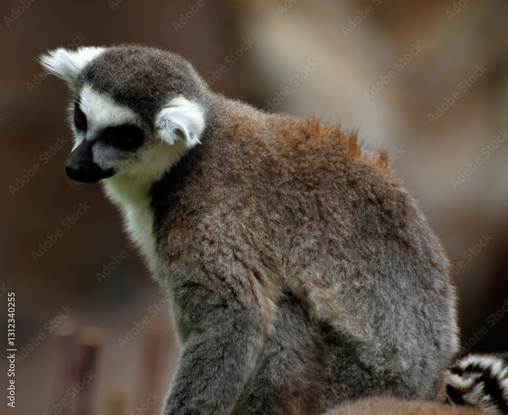 Fototapeta premium ring tailed lemur