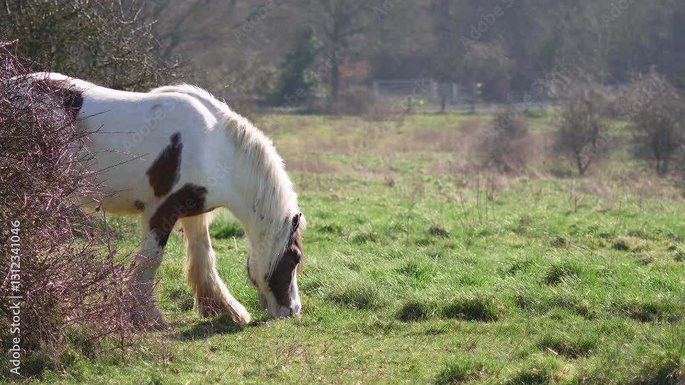 Horse grazing in a field, rural landscape, and peaceful atmosphere. High quality 4k footage Horse grazing in a field, rural landscape, and peaceful atmosphere. High quality 4k footage