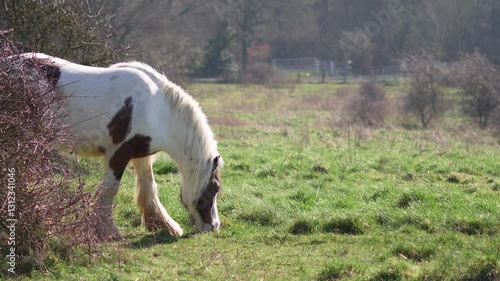 Horse grazing in a field, rural landscape, and peaceful atmosphere. High quality 4k footage photo