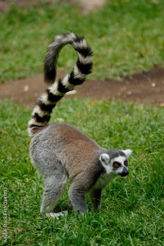 Obraz premium ring tailed lemur