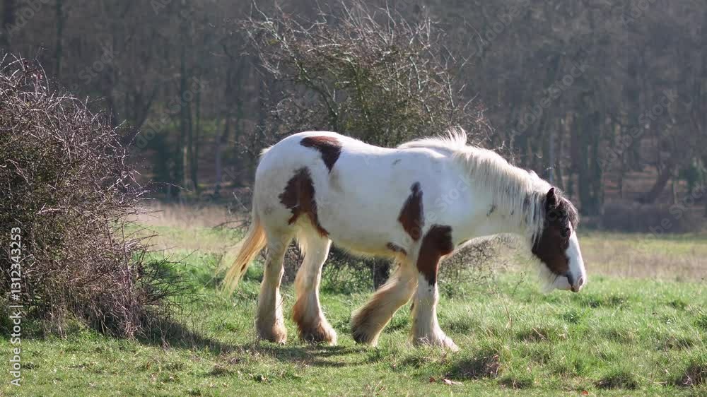 Horse grazing in a field, rural landscape, and peaceful atmosphere. High quality 4k footage Horse grazing in a field, rural landscape, and peaceful atmosphere. High quality 4k footage
