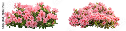 Pink azalea flower bush with a transparent background