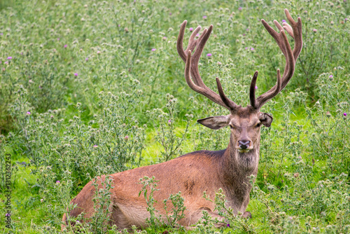Red Deer in Velvet Resting on Grass