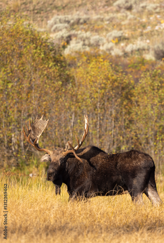 Fototapeta premium Bull Moose in the Rut in Autumn in Grand Teton National Park Wyoming
