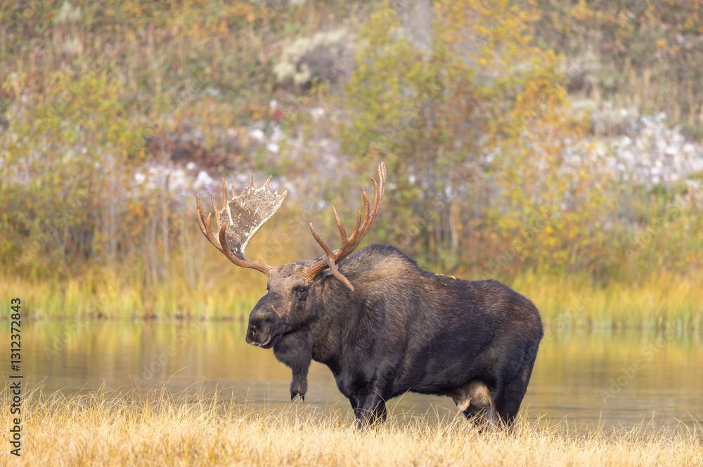 Bull Moose in the Rut in Autumn in Grand Teton National Park Wyoming Bull Moose in the Rut in Autumn in Grand Teton National Park Wyoming