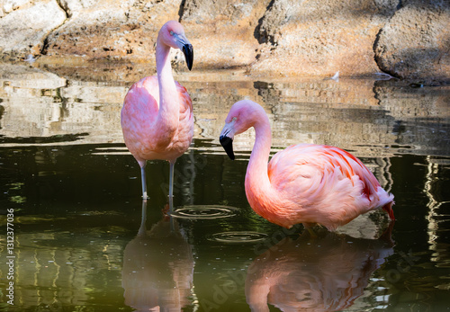 Chilean Flamingo native to the Southern Andes Mountains at a zoo. Flamingos can live up to 50 years and filter beta carotene from the water which gives them pink coloring. photo