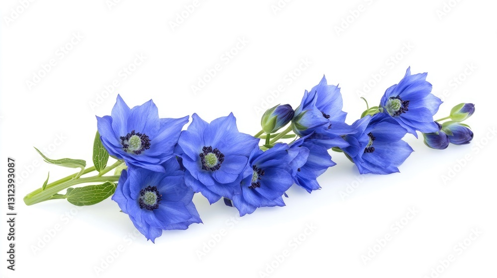 A deep blue delphinium is placed flat, its spiky blooms lined up, with a green stem and leaves on white. 7 A deep blue delphinium is placed flat, its spiky blooms lined up, with a green stem and leaves on white. 7