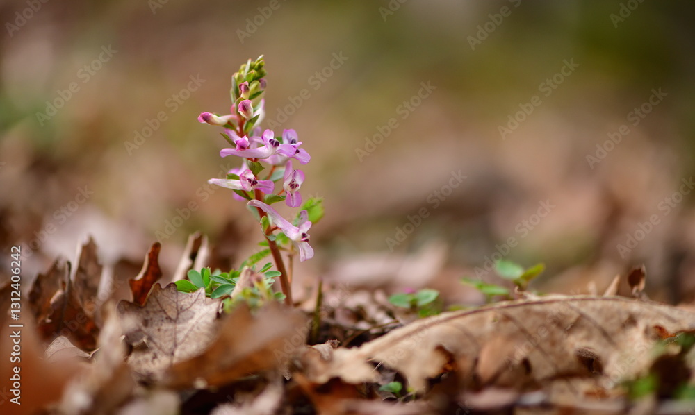 Corydalis 1260 Corydalis 1260
