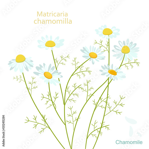 chamomile blooming plant. bouquet of camomile medicinal herb. bunch of Matricaria chamomilla. vector illustration