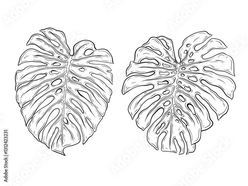 Monstera vector graphics. Monstera plant leaves. Hand drawn vector illustration. Black and white realistic graphics, line art. Tropical plant, exotic liana, monstera.